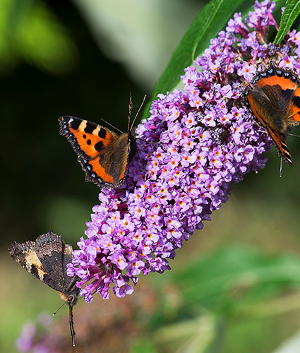 Vlinders op een bloem